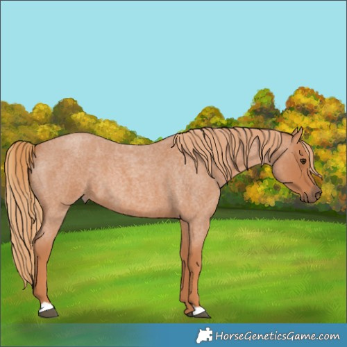 Horse Color:Red Roan 