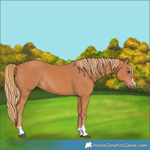 Horse Color:Chestnut Rabicano