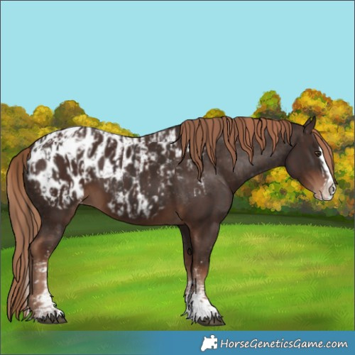 Horse Color:Liver Chestnut Sabino Splash Blanket and Liver Chestnut Sabino Splash Blanket
