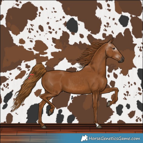 Horse Color:Gray Chestnut 