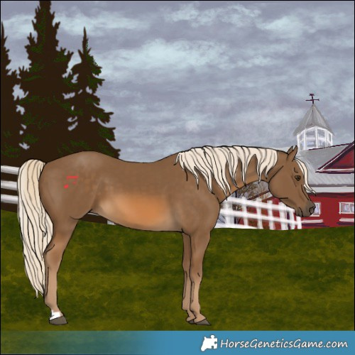 Horse Color:Chocolate Palomino