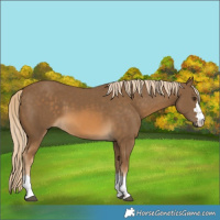 Horse Color:Chocolate Palomino