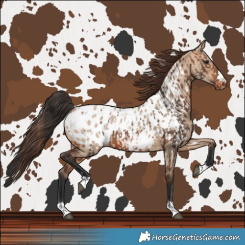 Horse Color:Bay Near Leopard  and Bay Dun Near Leopard 