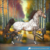 Horse Color:Bay Near Leopard  and Bay Dun Near Leopard 