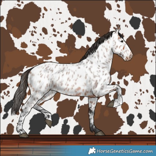 Horse Color:Bay Roan Near Leopard and Bay Roan Near Leopard