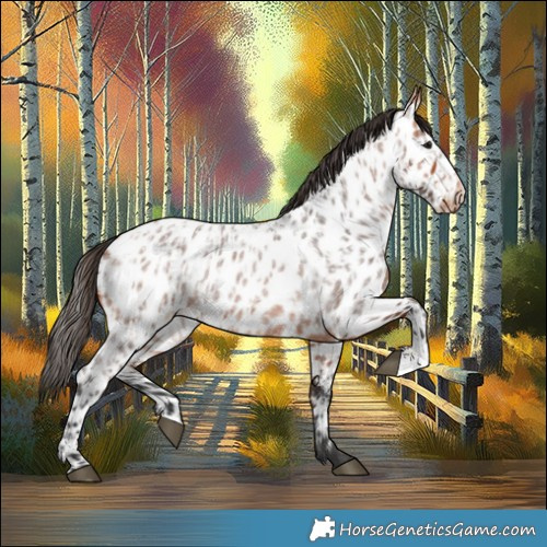 Horse Color:Bay Roan Near Leopard  and Bay Roan Near Leopard 