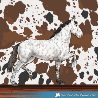 Horse Color:Bay Roan Near Leopard  and Bay Roan Near Leopard 