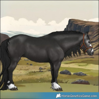 Horse Color:Gray Black 