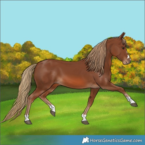 Horse Color:Chestnut 