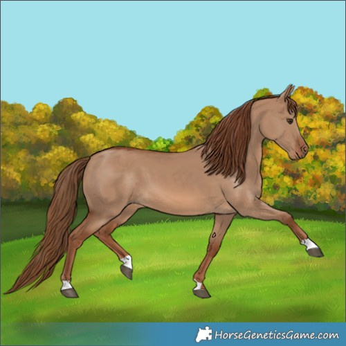 Horse Color:Red Dun 