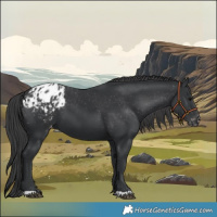 Horse Color:Black Blanket 