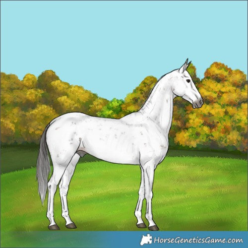 Horse Color:Gray Bay Sabino 