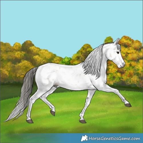 Horse Color:Gray Buckskin Sabino 