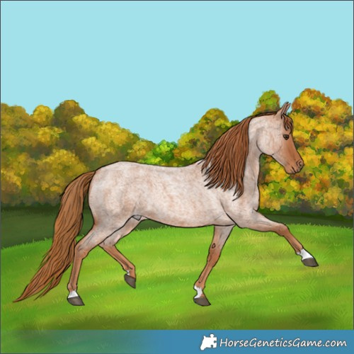 Horse Color:Red Roan Rabicano