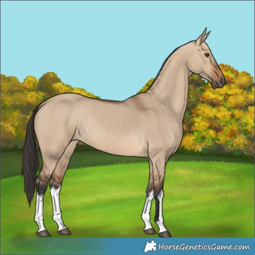Horse Color:White Spotted Bay Dun Rabicano