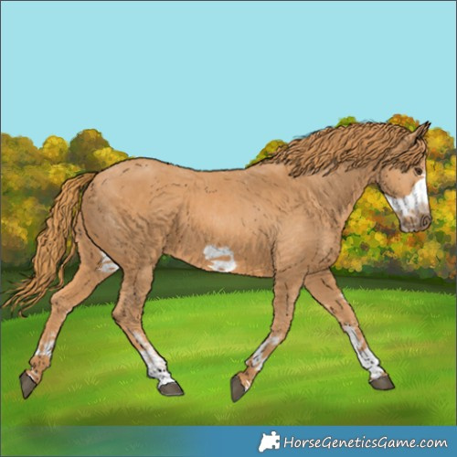 Horse Color:Chestnut Sabino Frame