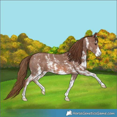 Horse Color:Chestnut Sabino