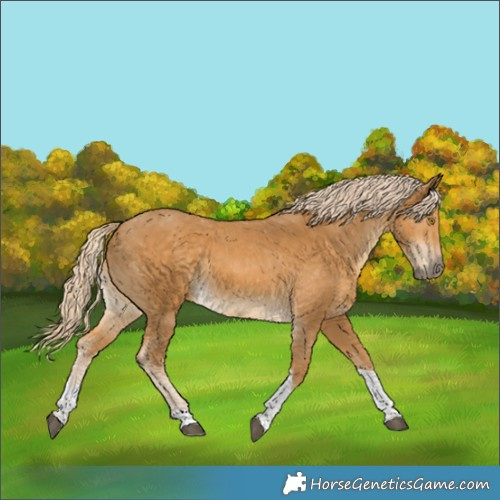 Horse Color:Palomino Sabino Tobiano