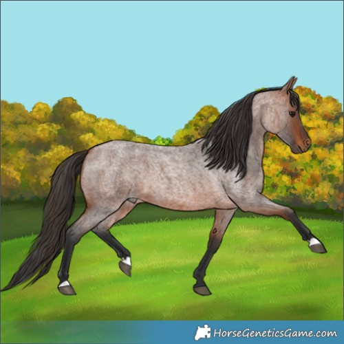Horse Color:Bay Roan