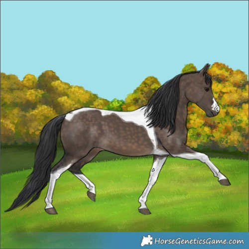 Horse Color:Brown Dun Tobiano 