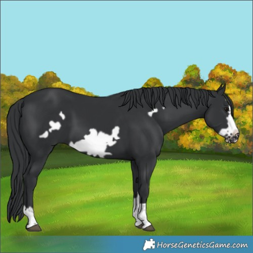 Horse Color:Black Frame
