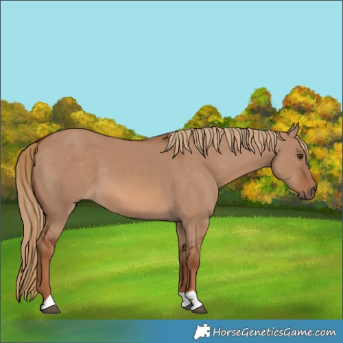 Horse Color:Red Dun
