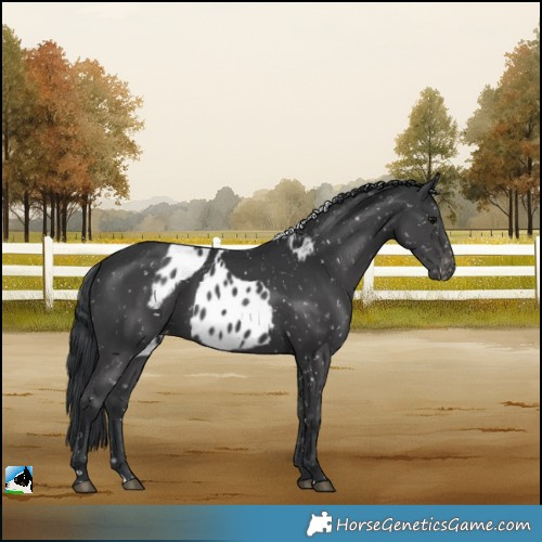 Horse Color:Black Skewed LP Spotted