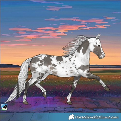 Horse Color:Grullo Harlequin Merle