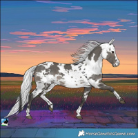 Horse Color:Grullo Harlequin Merle 