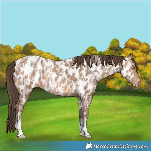 Horse Color:Amber Champagne Sabino Tobiano Near Leopard  and Amber Champagne Sabino Tobiano Near Leopard 