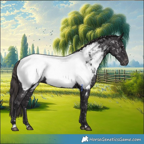 Horse Color:Smoky Black Near Fewspot