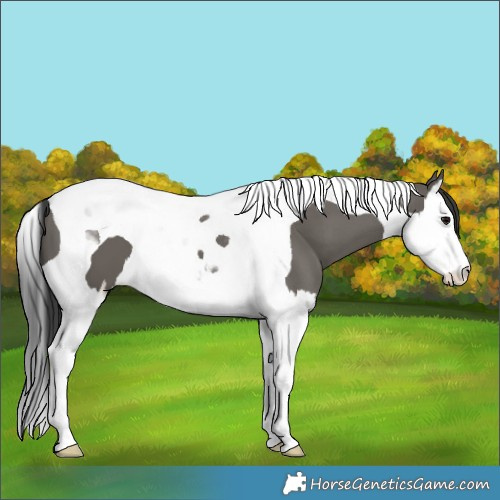 Horse Color:Grullo Splash Tobiano