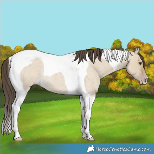 Horse Color:Classic Cream Champagne Roan Dun Tobiano 