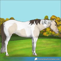 Horse Color:Classic Cream Champagne Roan Dun Tobiano 