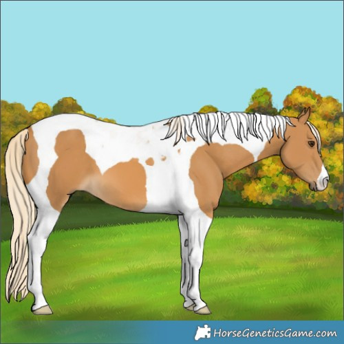 Horse Color:Palomino Tobiano