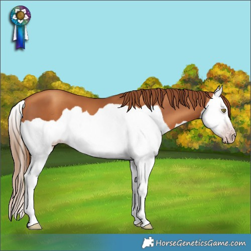 Horse Color:Gray Gold Champagne Splash