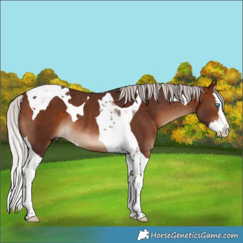 Horse Color:Silver Brown Splash Tobiano Rabicano