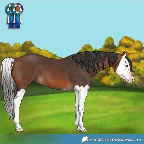Horse Color:Bay Splash