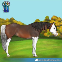 Horse Color:Bay Splash 