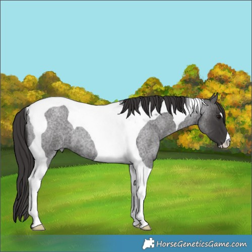 Horse Color:Smoky Blue Roan Tobiano