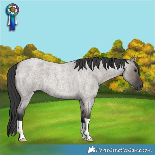 Horse Color:Grullo Roan