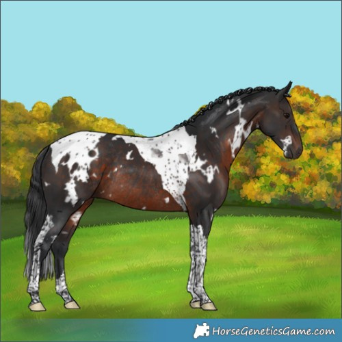 Horse Color:White Spotted Brown Tobiano Rabicano 