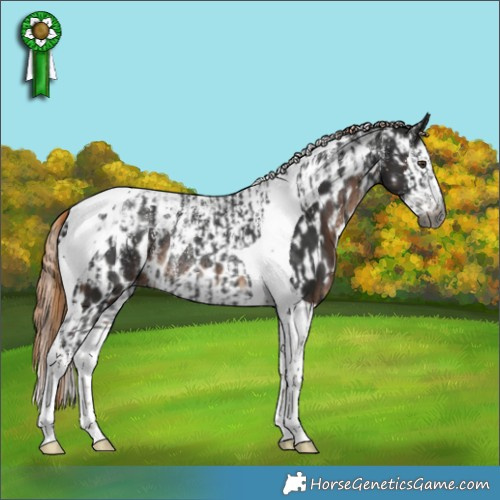 Horse Color:Powder White Gray Liver Chestnut Tobiano Rabicano and Powder White Liver Chestnut Splash Tobiano Appaloosa Rabicano
