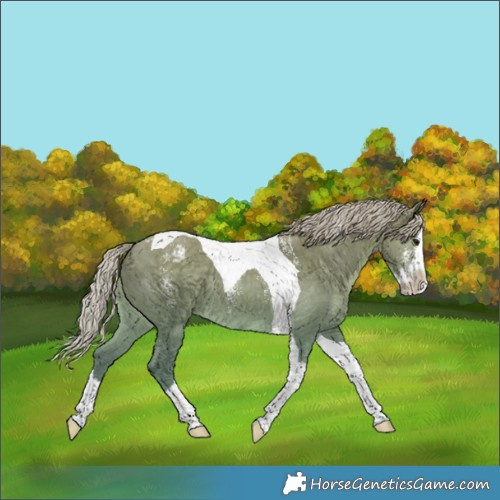 Horse Color:Powder White Silver Grullo Splash Tobiano Varnish 