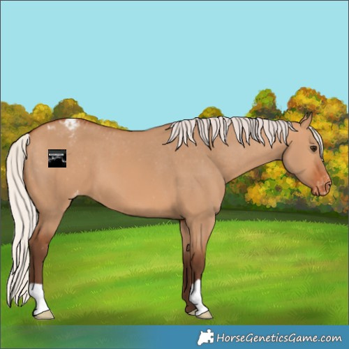 Horse Color:Silver Bay Dun Varnish