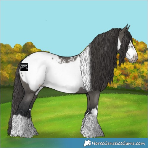 Horse Color:Grullo Frame Blanket Rabicano