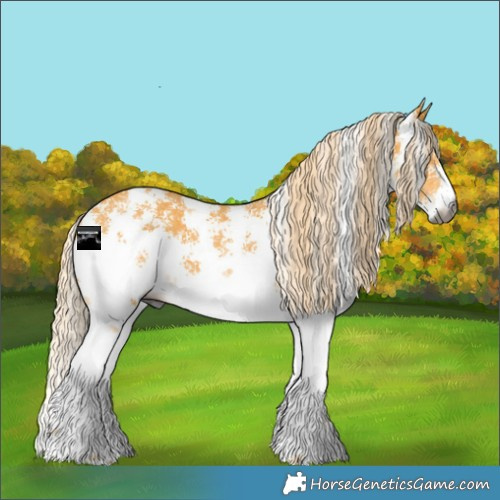 Horse Color:Gray Palomino Sabino 