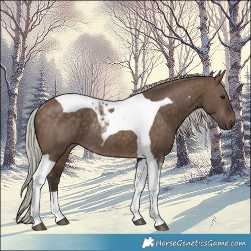 Horse Color:Silver Brown Dun Tobiano Rabicano 