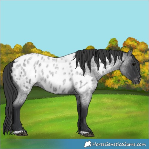 Horse Color:Blue Roan Near Leopard 