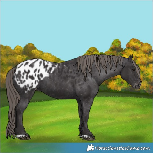 Horse Color:Smoky Black Blanket